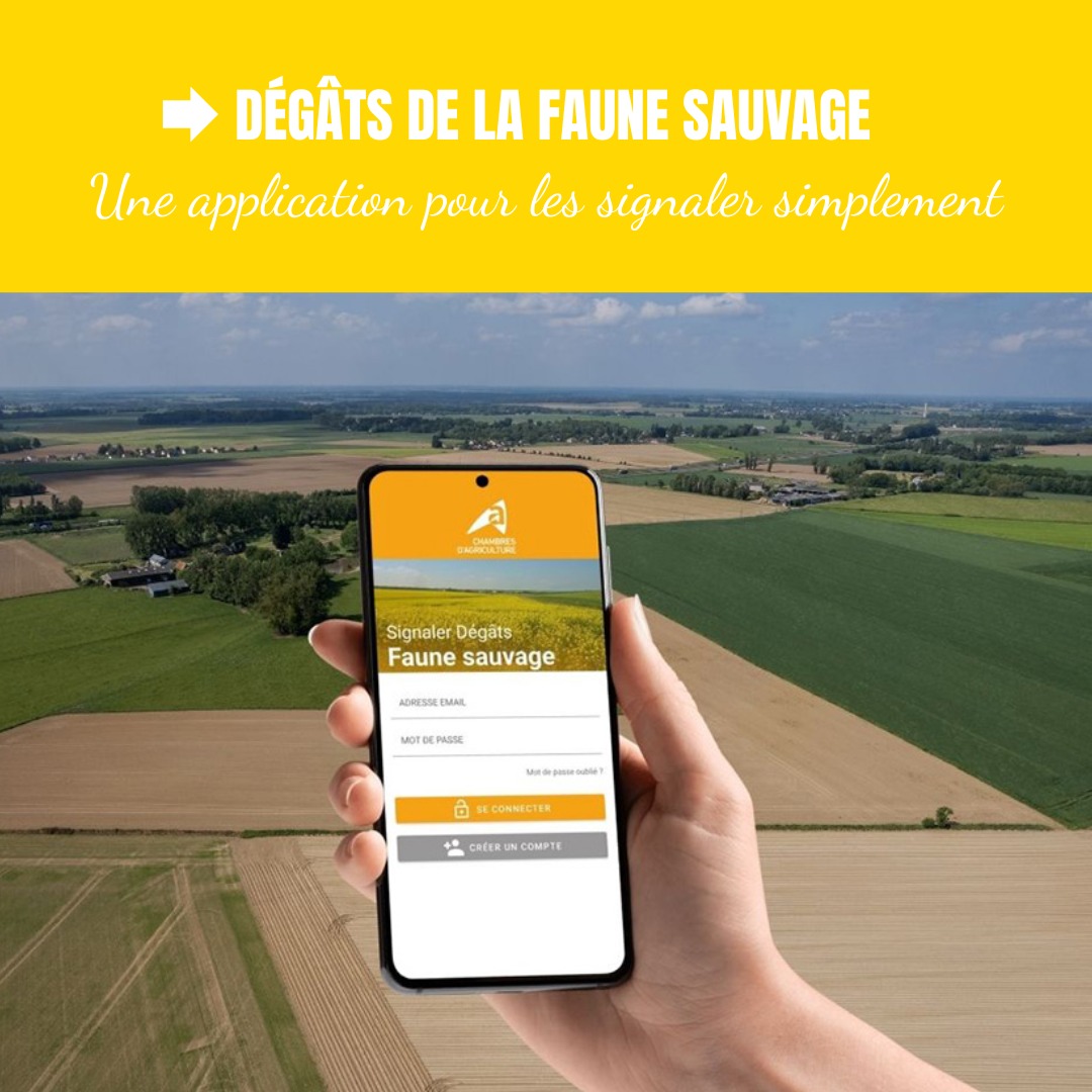 Dégâts faune sauvage