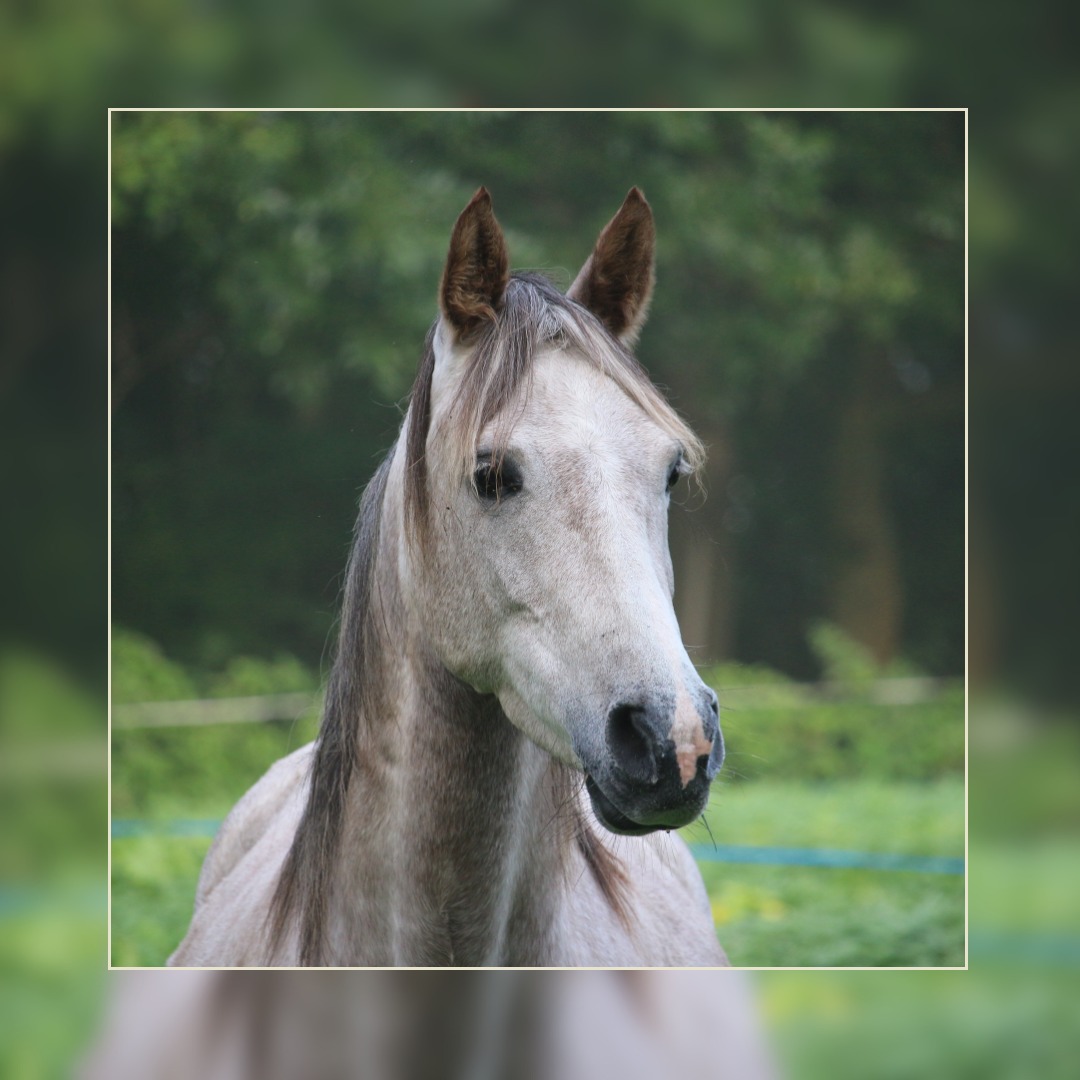 Régional Poneys à Jussey