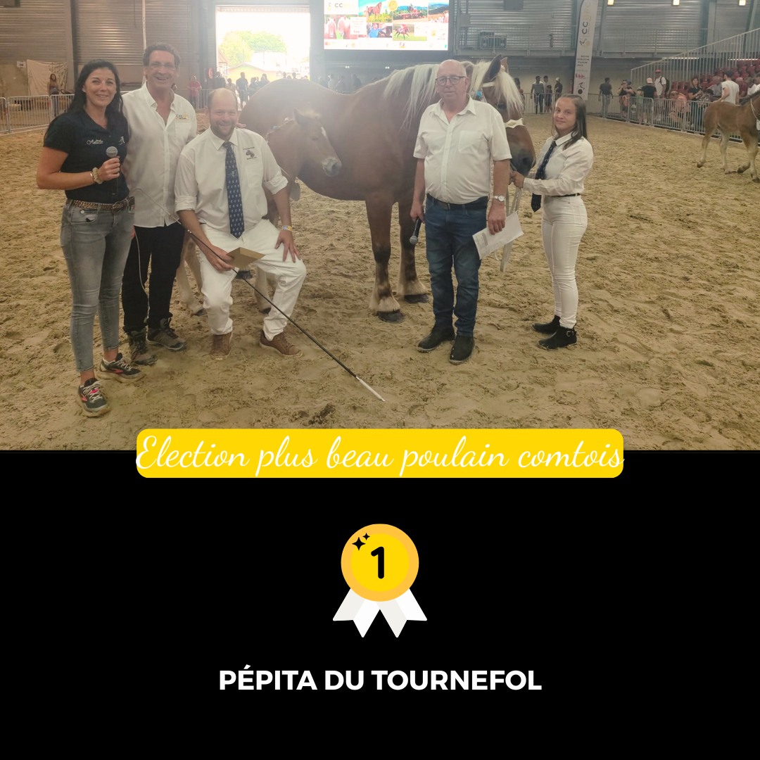 Foire Comtoise : élection du plus beau poulain comtois
