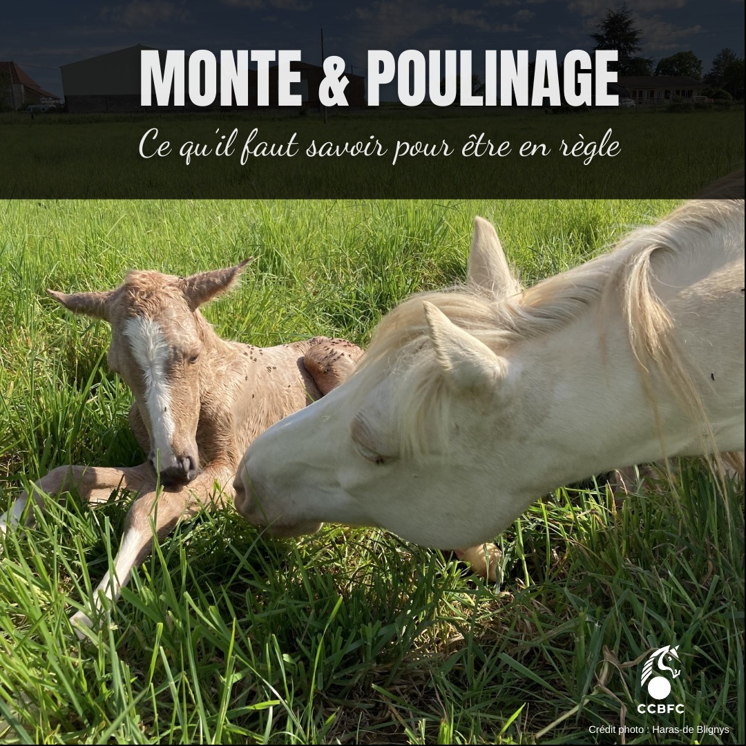 C'est de saison ! Monte et poulinage