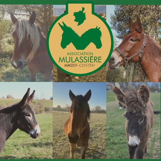 l'Association Mulassière du Massif Central rejoint le CCBFC