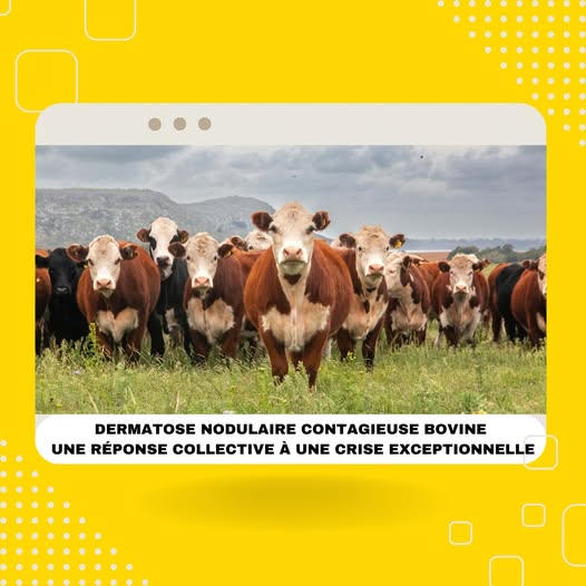 DNC : communiqué de presse de la Chambre Régionale