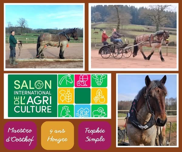Les Auxois font une belle performance dans le Trophée Jeunes Chevaux