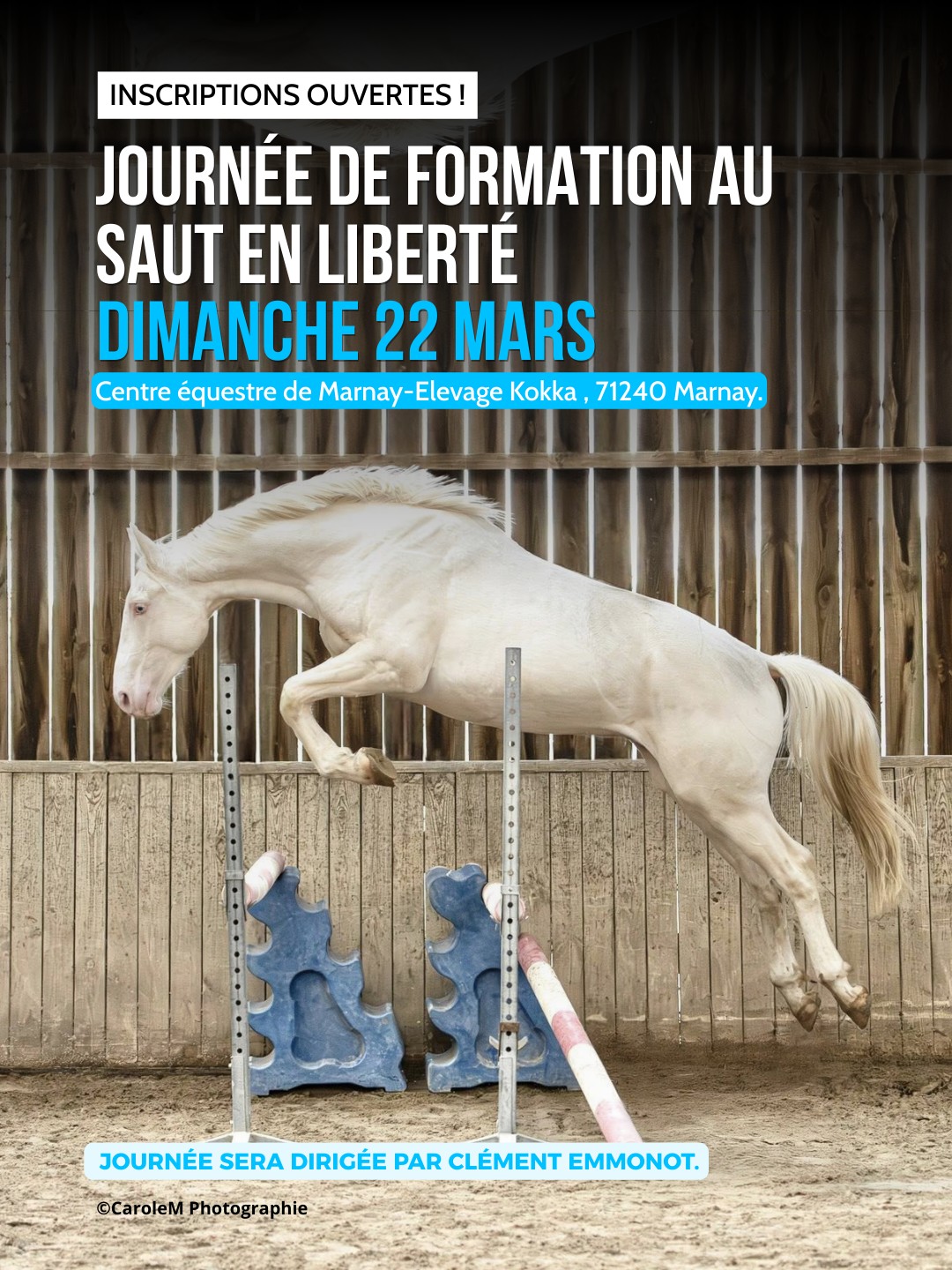 Formation : saut en liberté pour le jeune cheval