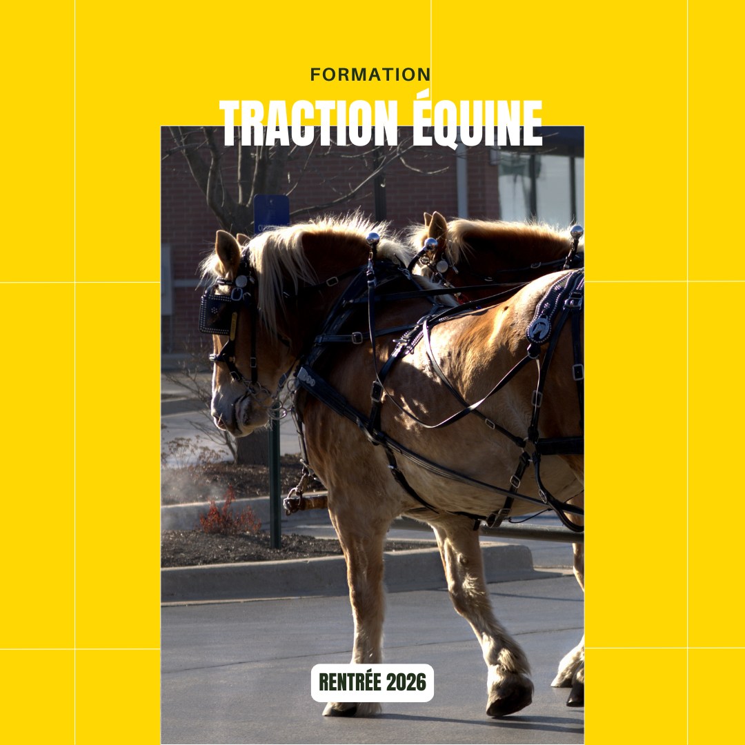 CS Traction équine et conduite d’attelages (TECA)