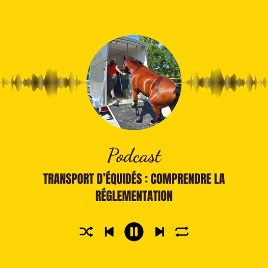 Transport d’équidés : comprendre la réglementation