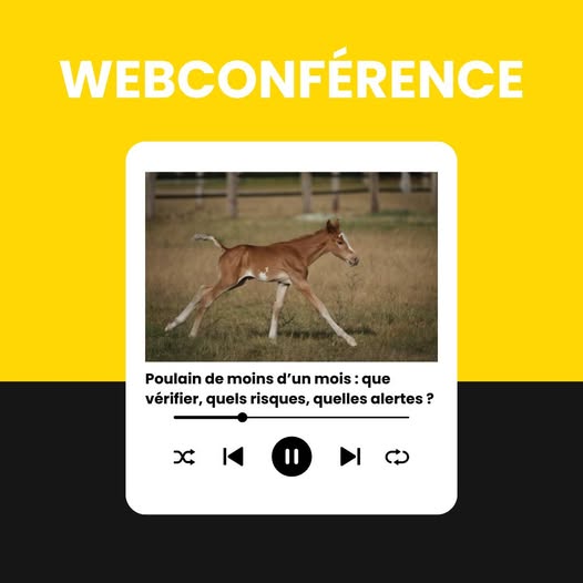 Webconférence : Poulain de moins d’un mois : que vérifier, quels risques, quelles alertes ?