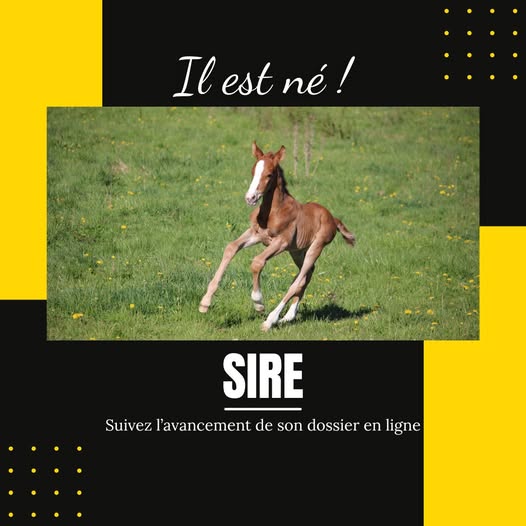 C'est de saison ! SIRE Votre équidé est né ?