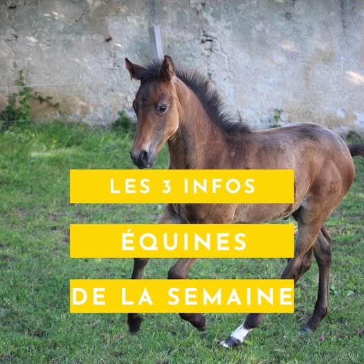 LES 3 INFOS ÉQUINES DE LA SEMAINE EN BOURGOGNE-FRANCHE-COMTÉ