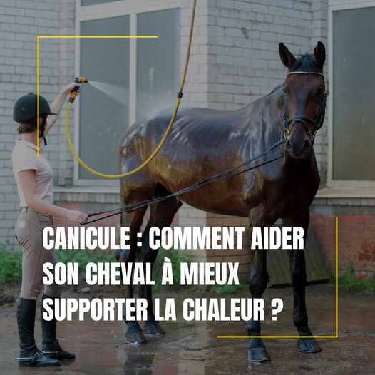 Comment aider votre cheval à mieux supporter la chaleur?