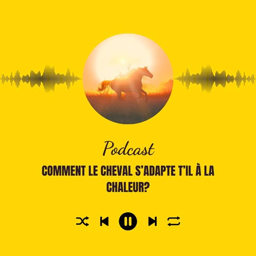 Podcast : Comment aider les chevaux à mieux supporter les vagues de chaleur ?