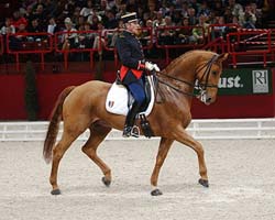 Stage Dressage avec Hubert PERRING