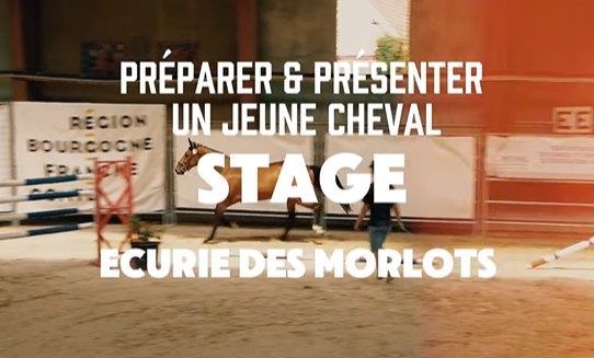 Stage : Apprendre à Préparer & Présenter un jeune cheval