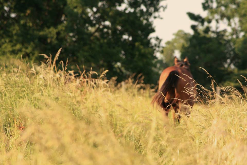 Formation : Prairies, biodiversité et qualité des fourrages